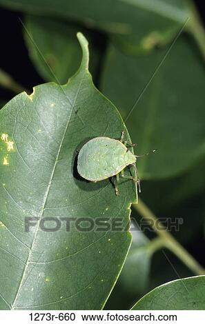 Stinkbug camouflaged on a leaf View Large Photo Image Stock Image - Stinkbug camouflaged on a leaf. Fotosearch