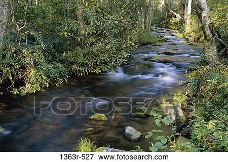 Stream flowing in a forest, Tennessee, USA View Large Photo Image Stock Photo - Stream flowing in a forest, Tennessee, USA. Fotosearch