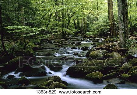 Stream flowing in a forest, Tennessee, USA View Large Photo Image Stock Photo - Stream flowing in a forest, Tennessee, USA. Fotosearch
