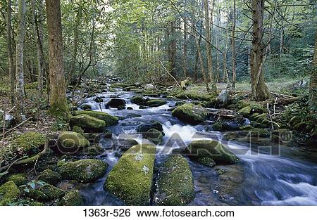 Stream flowing in a forest, Tennessee, USA View Large Photo Image Stock Photograph - Stream flowing in a forest, Tennessee, USA. Fotosearch