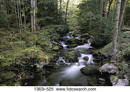 Stream in a forest, Tennessee, USA View Large Photo Image Stock Photography - Stream in a forest, Tennessee, USA. Fotosearch