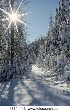 Sun shining through the trees, Troy, Montana, USA View Large Photo Image Stock Image - Sun shining through the trees, Troy, Montana, USA. Fotosearch