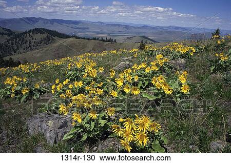 Sunflowers growing on a hill, Camas Prairie, Montana, USA View Large Photo Image Stock Image - Sunflowers growing on a hill, Camas Prairie, Montana, USA. Fotosearch