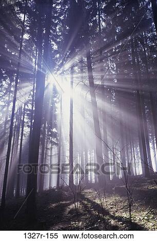 Sunlight shining through trees in a forest View Large Photo Image Stock Photography - Sunlight shining through trees in a forest. Fotosearch