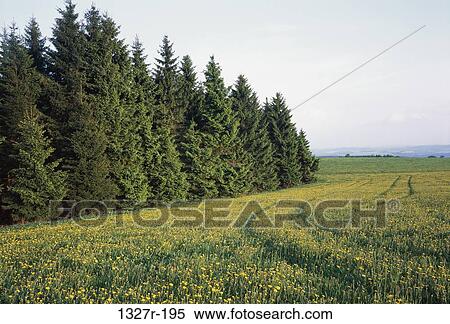 Tire tracks in a field of grass, Czech Republic View Large Photo Image Stock Photography - Tire tracks in a field of grass, Czech Republic. Fotosearch