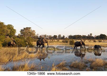 Stock Photograph - Tourists on African elephants (Loxodonta africana) during safari, Abu Camp, Okavango Delta, Botswana. Fotosearch