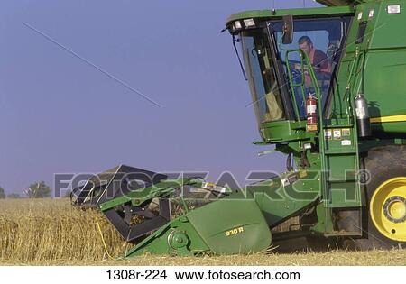 Picture - Tractor harvesting a wheat field. Fotosearch