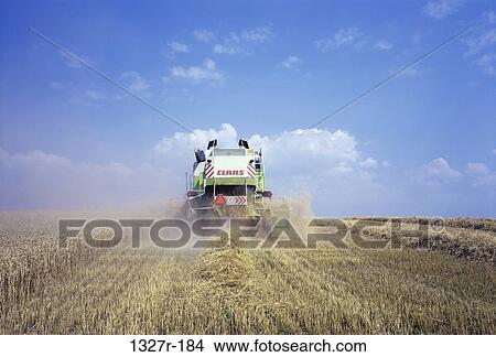 Tractor harvesting a wheat field View Large Photo Image Picture - Tractor harvesting a wheat field. Fotosearch