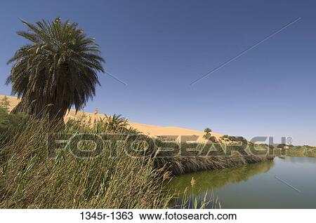 Tree and reeds at the lakeside, Mafu Lake, Erg Awbari, Fezzan, Libya View Large Photo Image Stock Image - Tree and reeds at the lakeside, Mafu Lake, Erg Awbari, Fezzan, Libya. Fotosearch