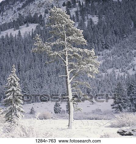 Tree covered with snow View Large Photo Image Stock Image - Tree covered with snow. Fotosearch