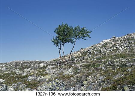 Tree on a hillside, Czech Republic View Large Photo Image Stock Photograph - Tree on a hillside, Czech Republic. Fotosearch