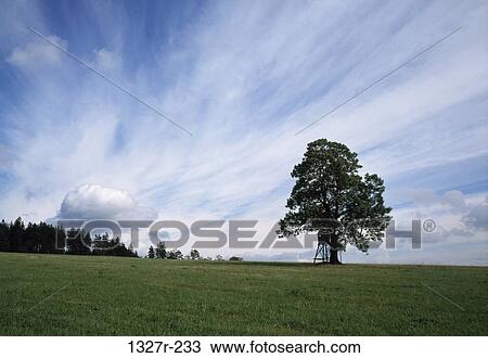 Stock Image - Tree on a landscape, Czech Republic. Fotosearch