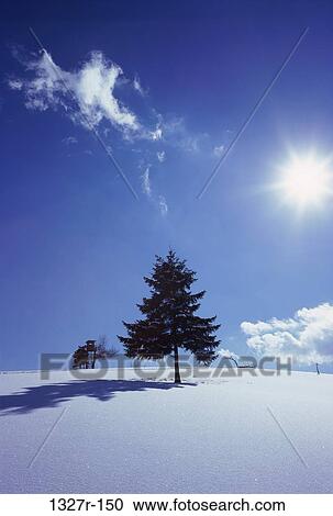 Tree on a snow covered hill View Large Photo Image Stock Image - Tree on a snow covered hill. Fotosearch