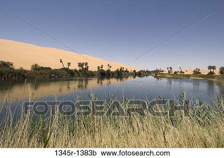 Stock Image - Trees at the lakeside, Lake Om-El-Ma, Erg Awbari, Fezzan, Libya. Fotosearch