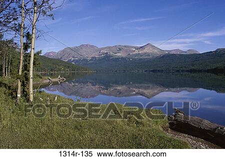 Trees at Two Medicine Lake, Glacier Bay National Park And Preserve, Montana, USA View Large Photo Image Stock Photography - Trees at Two Medicine Lake, Glacier Bay National Park And Preserve, Montana, USA. Fotosearch