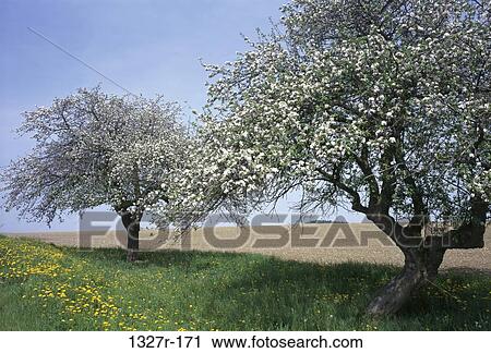 Trees covered with flowers View Large Photo Image Stock Image - Trees covered with flowers. Fotosearch