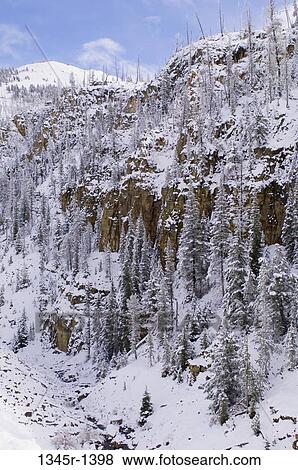 Trees covered with snow on a mountain, Golden Gate Canyon, Yellowstone National Park, Wyoming, USA View Large Photo Image Stock Photo - Trees covered with snow on a mountain, Golden Gate Canyon, Yellowstone National Park, Wyoming, USA. Fotosearch
