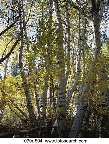 Trees in a forest, Sierra Nevada, California, USA View Large Photo Image Picture - Trees in a forest, Sierra Nevada, California, USA. Fotosearch