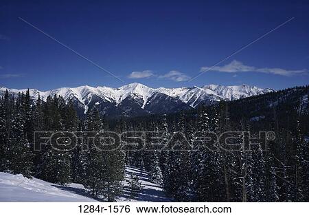 Trees in a forest, Stanley, Idaho, USA View Large Photo Image Stock Photograph - Trees in a forest, Stanley, Idaho, USA. Fotosearch