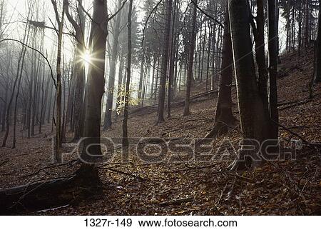 Trees in a forest View Large Photo Image Stock Photo - Trees in a forest. Fotosearch