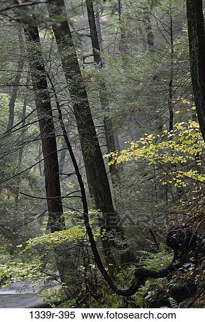 Stock Photography - Trees in a forest. Fotosearch