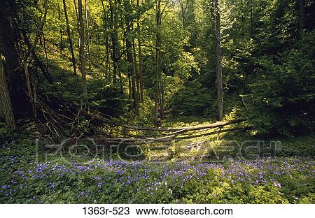 Trees in a forest, Tennessee, USA View Large Photo Image Stock Image - Trees in a forest, Tennessee, USA. Fotosearch