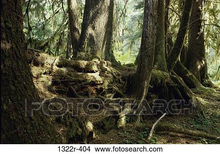 Trees in a forest, Washington, USA View Large Photo Image Picture - Trees in a forest, Washington, USA. Fotosearch