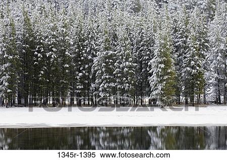 Stock Photography - Trees in a forest, Yellowstone River, Yellowstone National Park, Wyoming, USA. Fotosearch