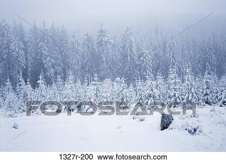 Trees in a snow covered landscape, Czech Republic View Large Photo Image Stock Image - Trees in a snow covered landscape, Czech Republic. Fotosearch