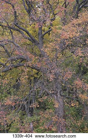 Trees in autumn View Large Photo Image Picture - Trees in autumn. Fotosearch