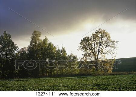 Trees on a field, Czech Republic View Large Photo Image Stock Image - Trees on a field, Czech Republic. Fotosearch