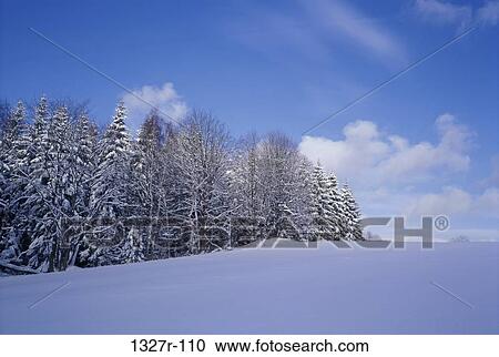 Trees on a snow covered hillside, Czech Republic View Large Photo Image Stock Image - Trees on a snow covered hillside, Czech Republic. Fotosearch