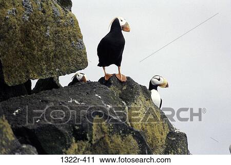 Stock Image - Tufted Puffins on a rock. Fotosearch