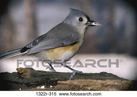 Tufted Titmouse on a tree View Large Photo Image Stock Photography - Tufted Titmouse on a tree. Fotosearch
