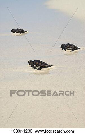 Turtle in the sea, Los Roques National Park, Los Roques, Venezuela View Large Photo Image Stock Image - Turtle in the sea, Los Roques National Park, Los Roques, Venezuela. Fotosearch