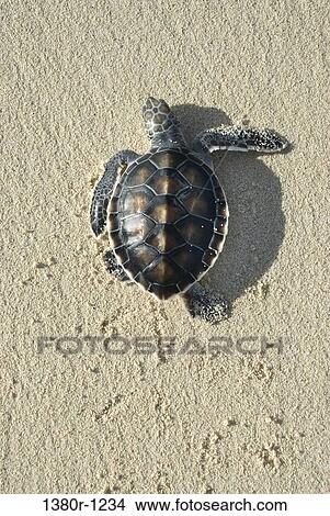 Turtle on the beach, Los Roques National Park, Los Roques, Venezuela View Large Photo Image Picture - Turtle on the beach, Los Roques National Park, Los Roques, Venezuela. Fotosearch