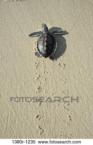 Turtle on the beach, Los Roques National Park, Los Roques, Venezuela View Large Photo Image Stock Photography - Turtle on the beach, Los Roques National Park, Los Roques, Venezuela. Fotosearch