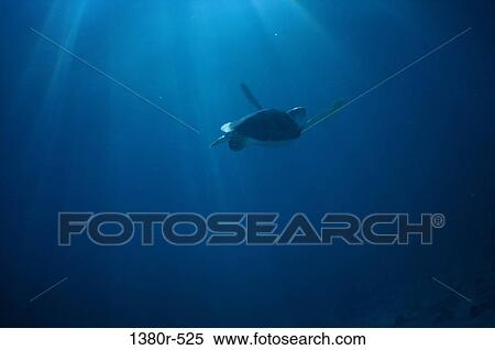Turtle swimming in the sea View Large Photo Image Stock Photography - Turtle swimming in the sea. Fotosearch