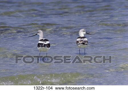 Two avocets in water, Florida, USA View Large Photo Image Picture - Two avocets in water, Florida, USA. Fotosearch