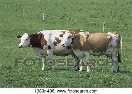 Stock Photograph - Two cows standing on a grassy field. Fotosearch