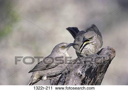 Two Curve-Billed Thrashers, Arizona, USA View Large Photo Image Stock Image - Two Curve-Billed Thrashers, Arizona, USA. Fotosearch