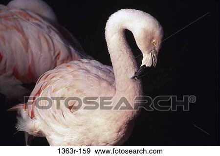 Two flamingoes preening View Large Photo Image Stock Photo - Two flamingoes preening. Fotosearch