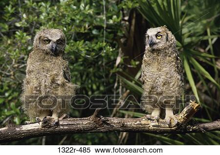 Two juvenile Great Horned Owls perched on a tree View Large Photo Image Stock Photography - Two juvenile Great Horned Owls perched on a tree. Fotosearch