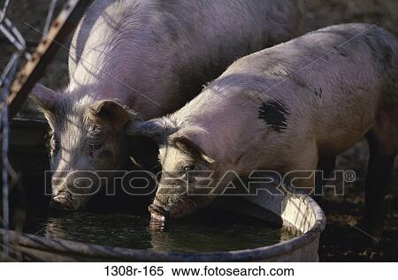Stock Photography - Two pigs drinking water. Fotosearch