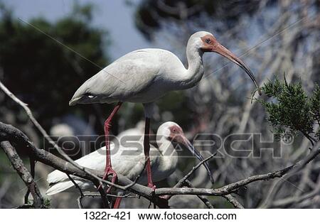 Two White Ibises perched in a tree View Large Photo Image Stock Image - Two White Ibises perched in a tree. Fotosearch