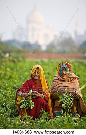 Two women working in a field with a mausoleum in the background, Taj Mahal, Agra, Uttar Pradesh, India View Large Photo Image Stock Photo - Two women working in a field with a mausoleum in the background, Taj Mahal, Agra, Uttar Pradesh, India. Fotosearch