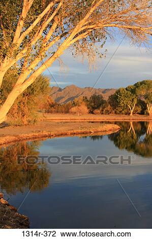 USA, Arizona, Yuma, Fortuna Pond at sunset View Large Photo Image Stock Image - USA, Arizona, Yuma, Fortuna Pond at sunset. Fotosearch