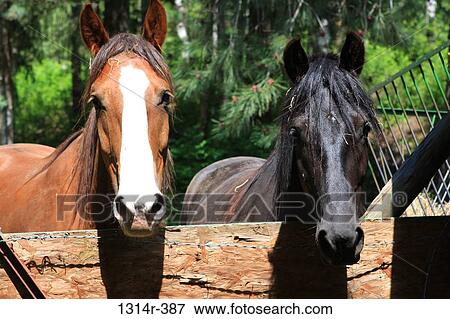 USA, Montana, Missoula, Sorrel and black horse at fence View Large Photo Image Stock Photo - USA, Montana, Missoula, Sorrel and black horse at fence. Fotosearch