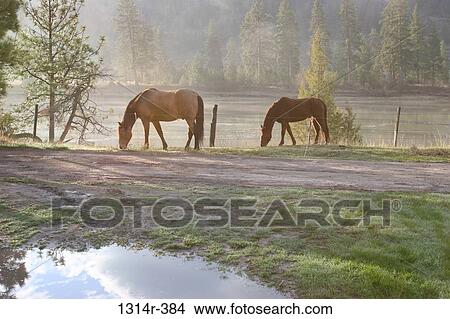 USA, Montana, Ronan, Flathead National Forest, Horses by river, pond, and reflection View Large Photo Image Picture - USA, Montana, Ronan, Flathead National Forest, Horses by river, pond, and reflection. Fotosearch