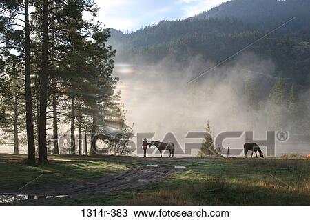 Stock Image - USA, Montana, Ronan, Flathead National Forest, Horses in pasture, mist rising through trees. Fotosearch